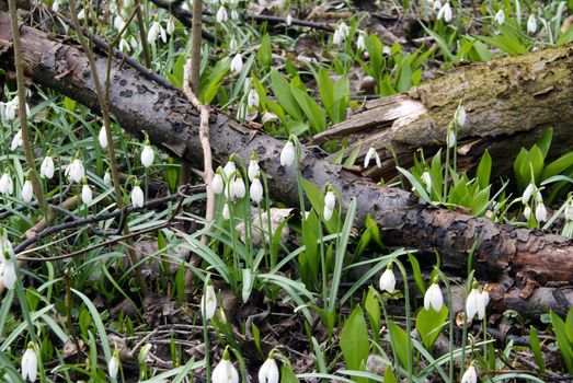 White snowdrops on the ground in the forest.