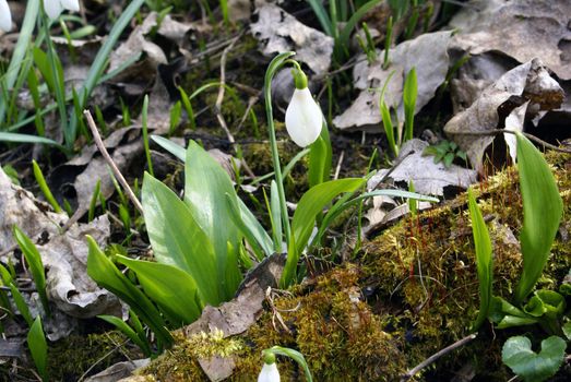 White snowdrops on the ground in the forest.