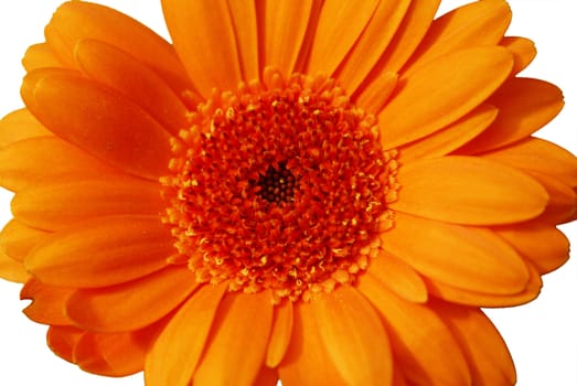 A closeup shot of an isolated gerbera flower in front of a white background.