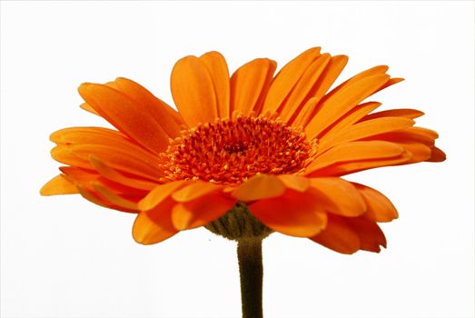 A closeup shot of an isolated gerbera flower in front of a white background.