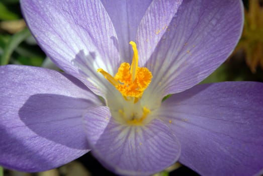 Closeup shot of a single purple crocus.