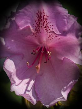 A beautiful close up of a freshly opened pink Rhododendron flower