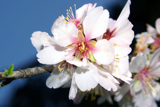 A closeup shot of lovely almond blossoms.