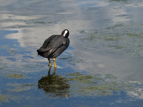 Easily identified by its white forehead a coot preening