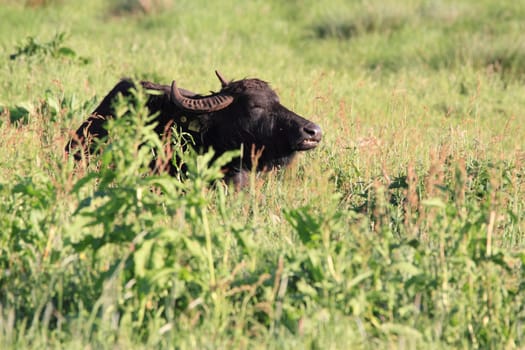 water buffalo in swamp area