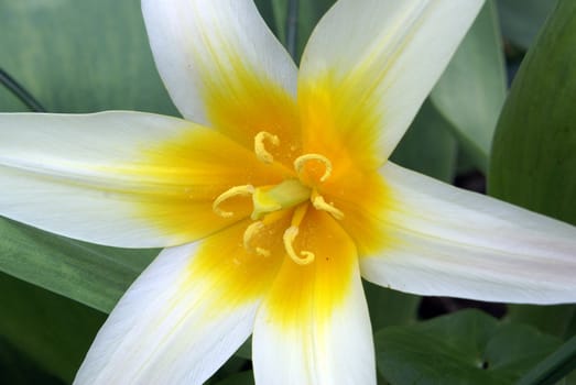 Closeup shot of a lovely white and yellow tulip.