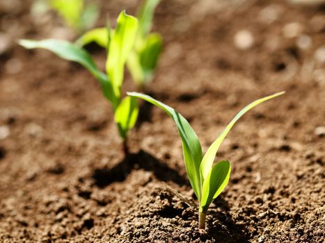 Young corn crop at spring