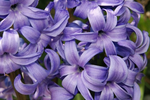 A closeup shot of a blue hyacinth.