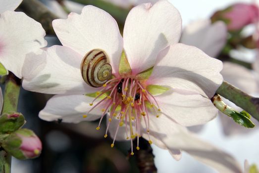 A tiny snail sitting on a beautiful almond blossom.