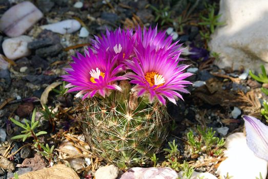 Closeup shot of a blooming cactus (coryphantha vivipara)