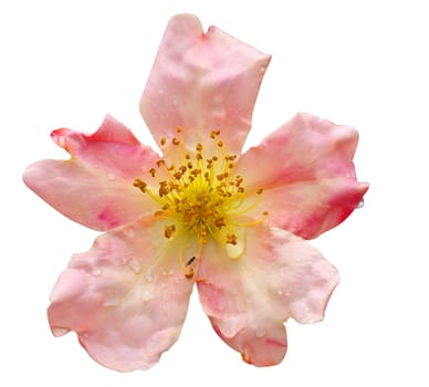 Rosa odorata Mutabilis (China Rose) isolated with clipping path          