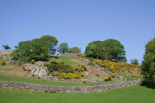 rural scene of bracken and stone walls against a blue sky