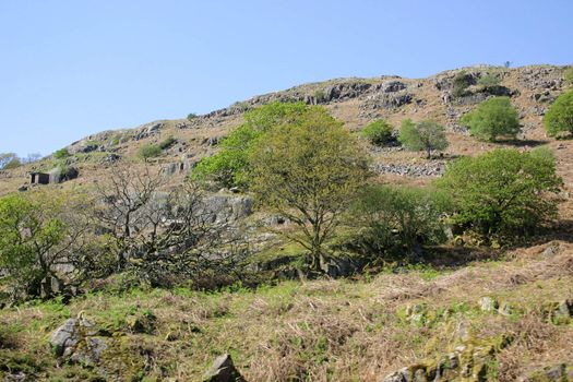 trees and shrubs scattered on a mountain side