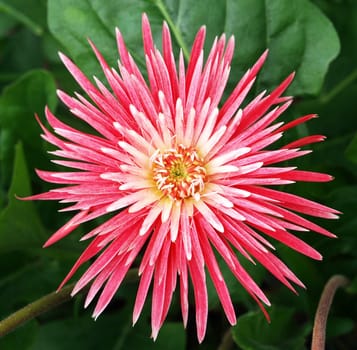 Pink Gerbera on a natural background of leaves        