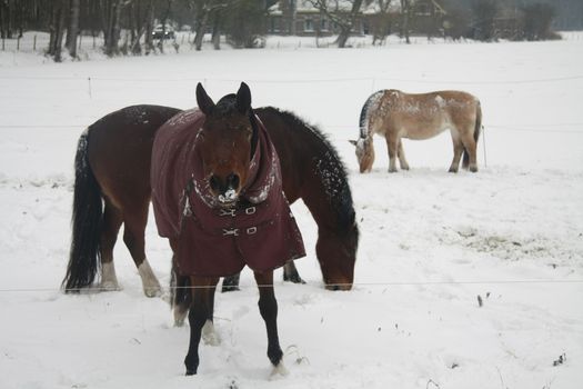 A group of horses in a snowy measow