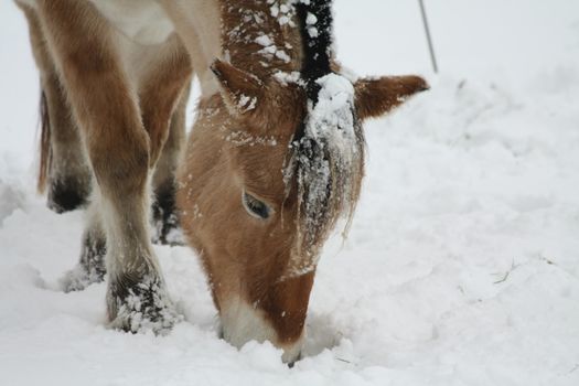 A light brown horse in a snowy meadow, eating snow