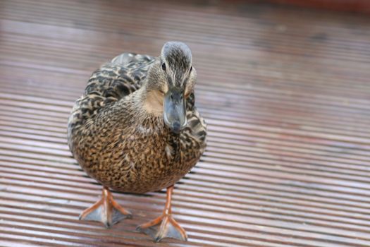 duck walking on decking boards, it was looking for food