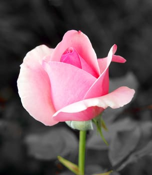 A single pink rose against a muted background      