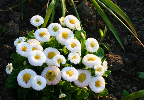 white variety of the bellis daisy garden plant