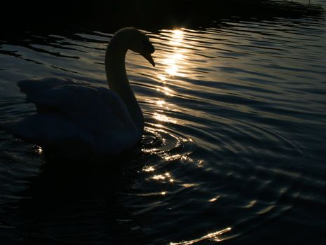 swan on the lake in the early morning dawn light