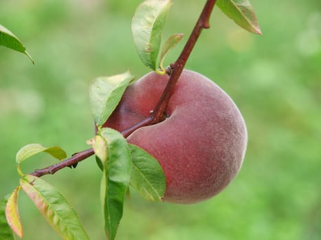 Ripe Peach hanging on a branch        