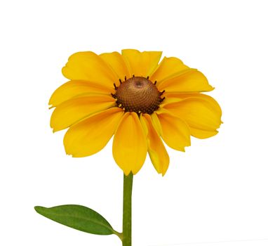 Rudbeckia isolated with clipping path        