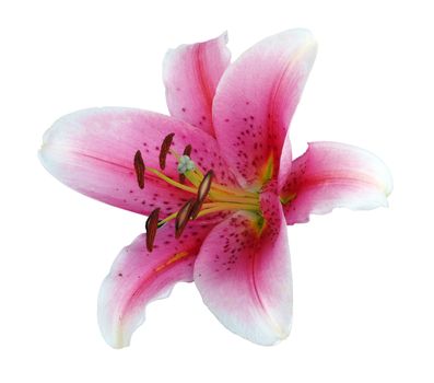 Red Lily isolated with clipping path      