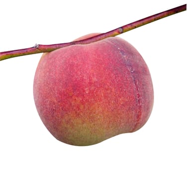 Fresh Ripe peach on a tree     