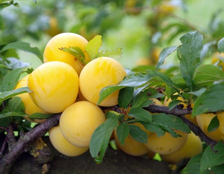 A Bunch of Ripe Yellow Plums on a Tree        