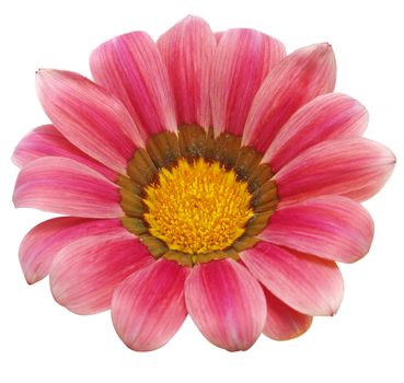 Gazania Sparking Burgundy isolated with clipping path       