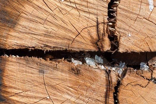 Wooden old stump with rift and beaten by glass