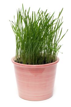 Ceramic pot with green herb insulated on white background