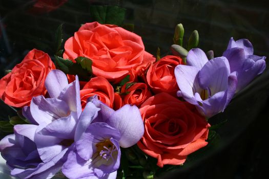 red roses and lilac freesias against a black background