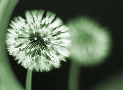 wet dandelion seedhead with a blurred reflection