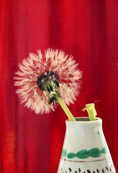 wet dandelion seedhead in a pot against a red background