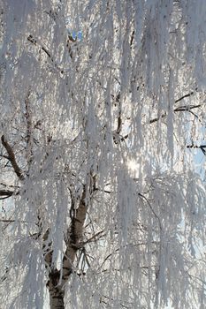 winter snow branches of tree on a blue sky background