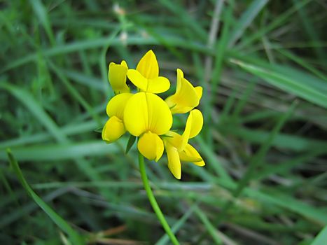 A photograph of a yellow flower in a field.