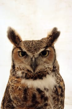 Eagle Owl looking towards the camera on a plain background