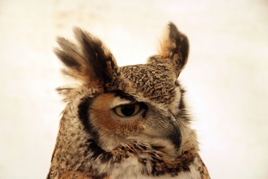 Eagle Owl looking alert on a plain background