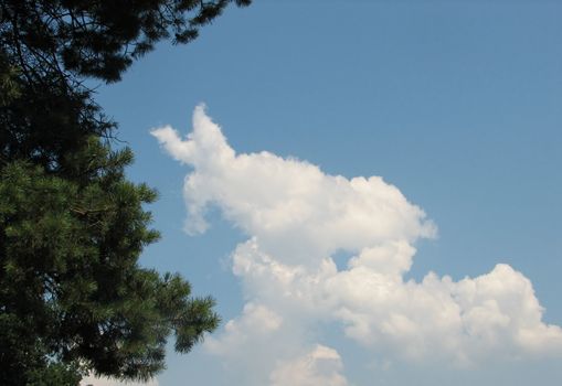 Sky with clouds, usable as background, a pine tree can be seen in the foreground