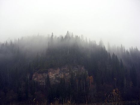 Fog in mountains. Pines on a slope.       