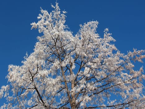 First hoarfrost on a branch.