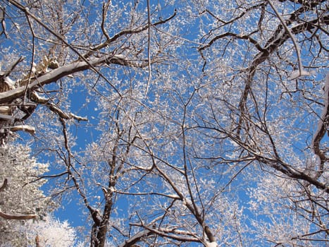 Sky in wild winter forest.