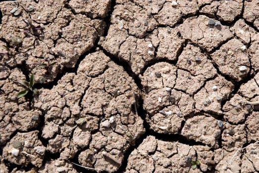 Small plant growing in a drought desert