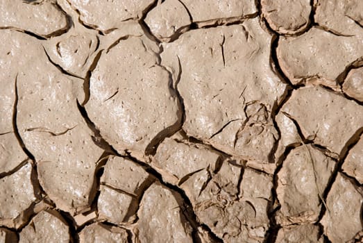 Small plant growing in a drought desert