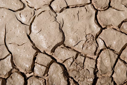 Small plant growing in a drought desert.