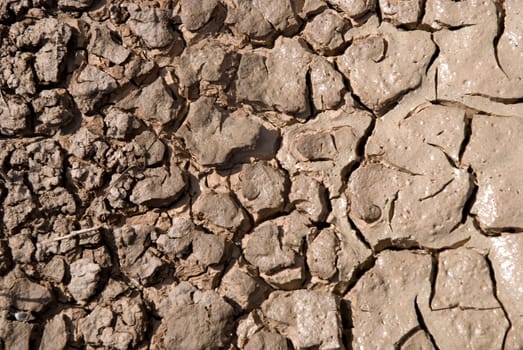 Small plant growing in a drought desert.