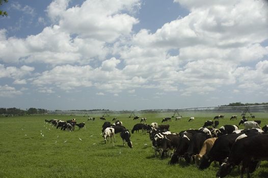 Dairy cattle and their cattle egrets in a new spring field.