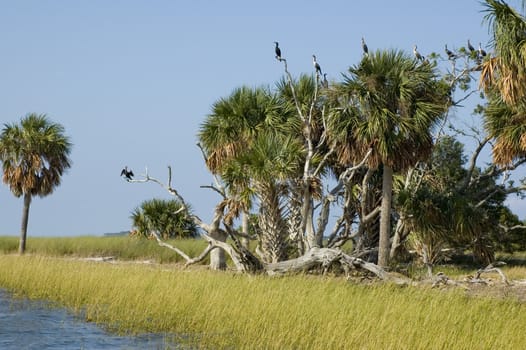 Cormorants at their rookery on Seahorse Key, near Cedar Key, Florida.