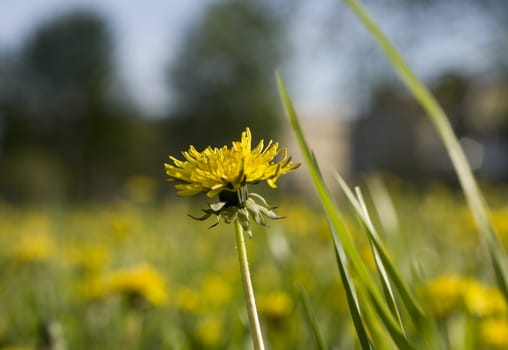 Dandelion on the field